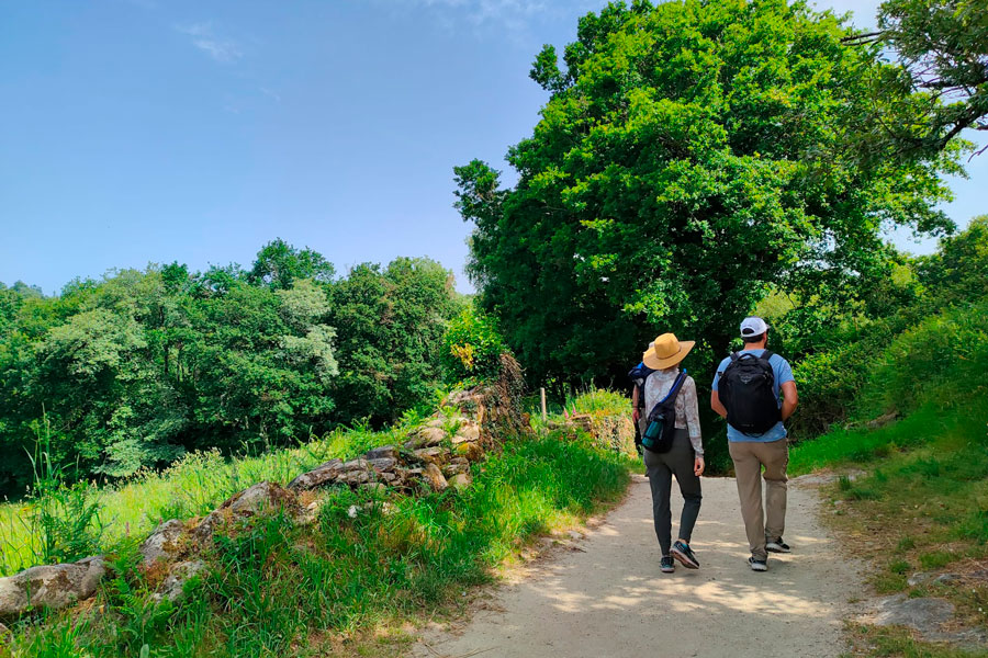 Camino Francés desde Sarria